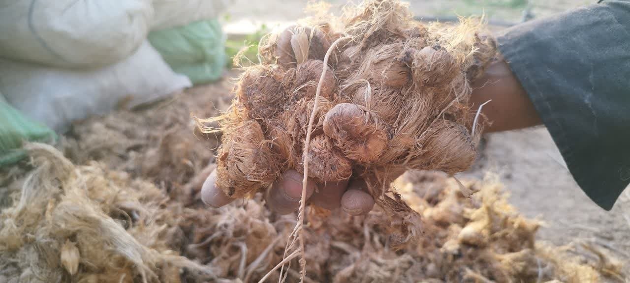 بذر زعفران گلدانی