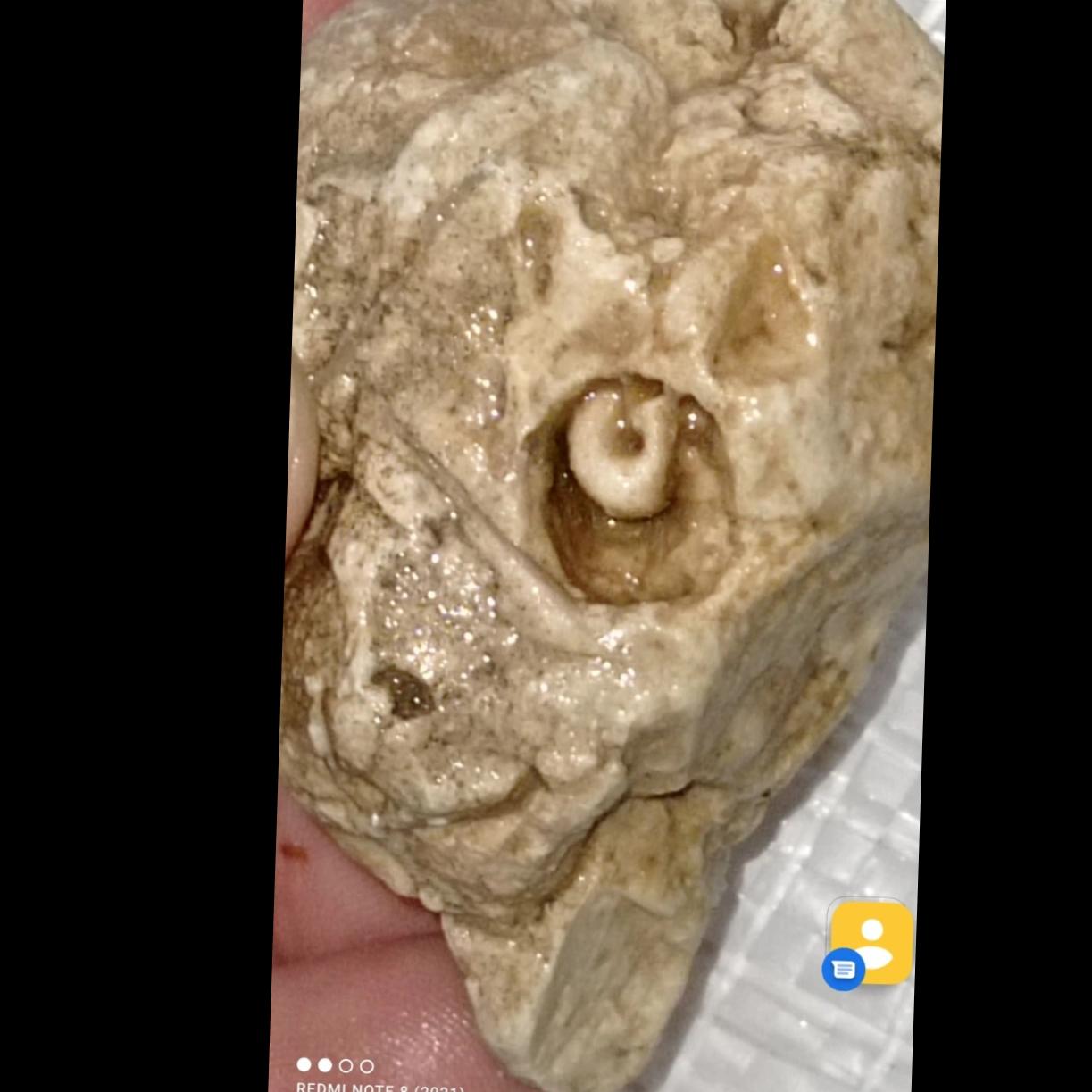 سنگ فسیلی به شکل جمجمه انسان