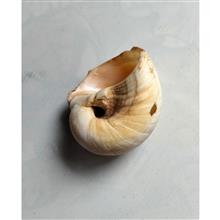 صدف