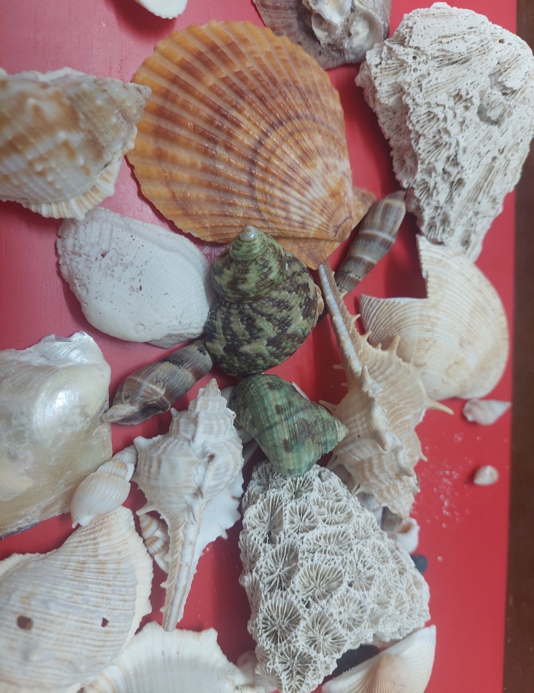 تعدادی صدف دریایی