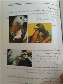 بیماری