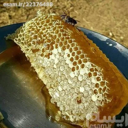 نیم کیلو عسل کاملا طبیعی همراه موم سپی سنگ کردستان