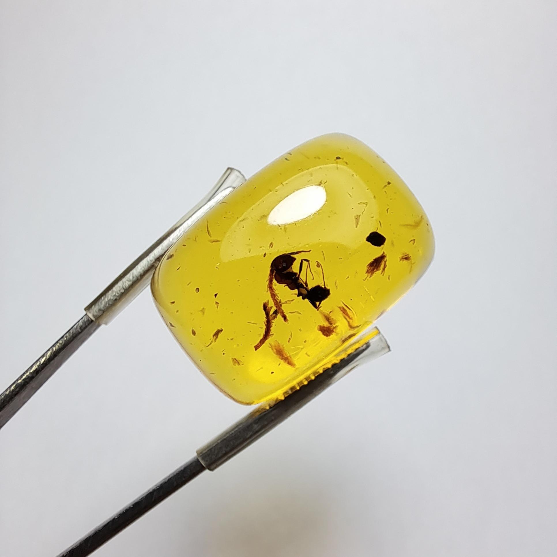 کهربا حشره دار طبیعی خوشرنگ کلکسیونی