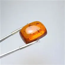 کهربا