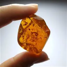کهربا