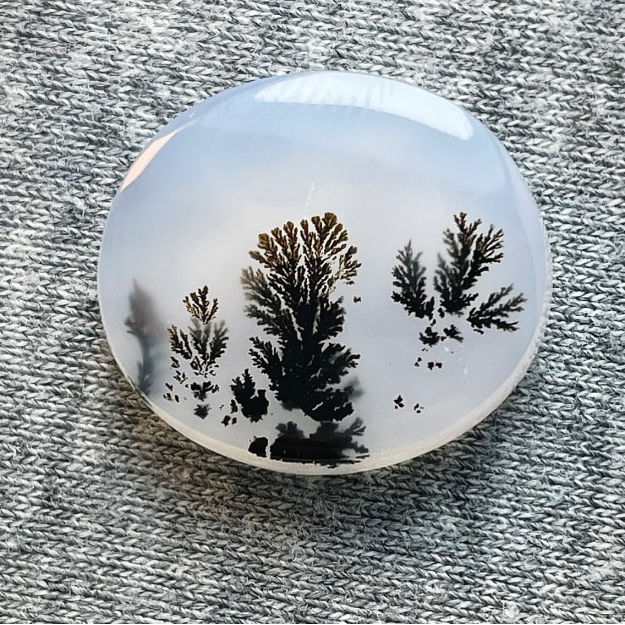 شجر طبیعی قاین