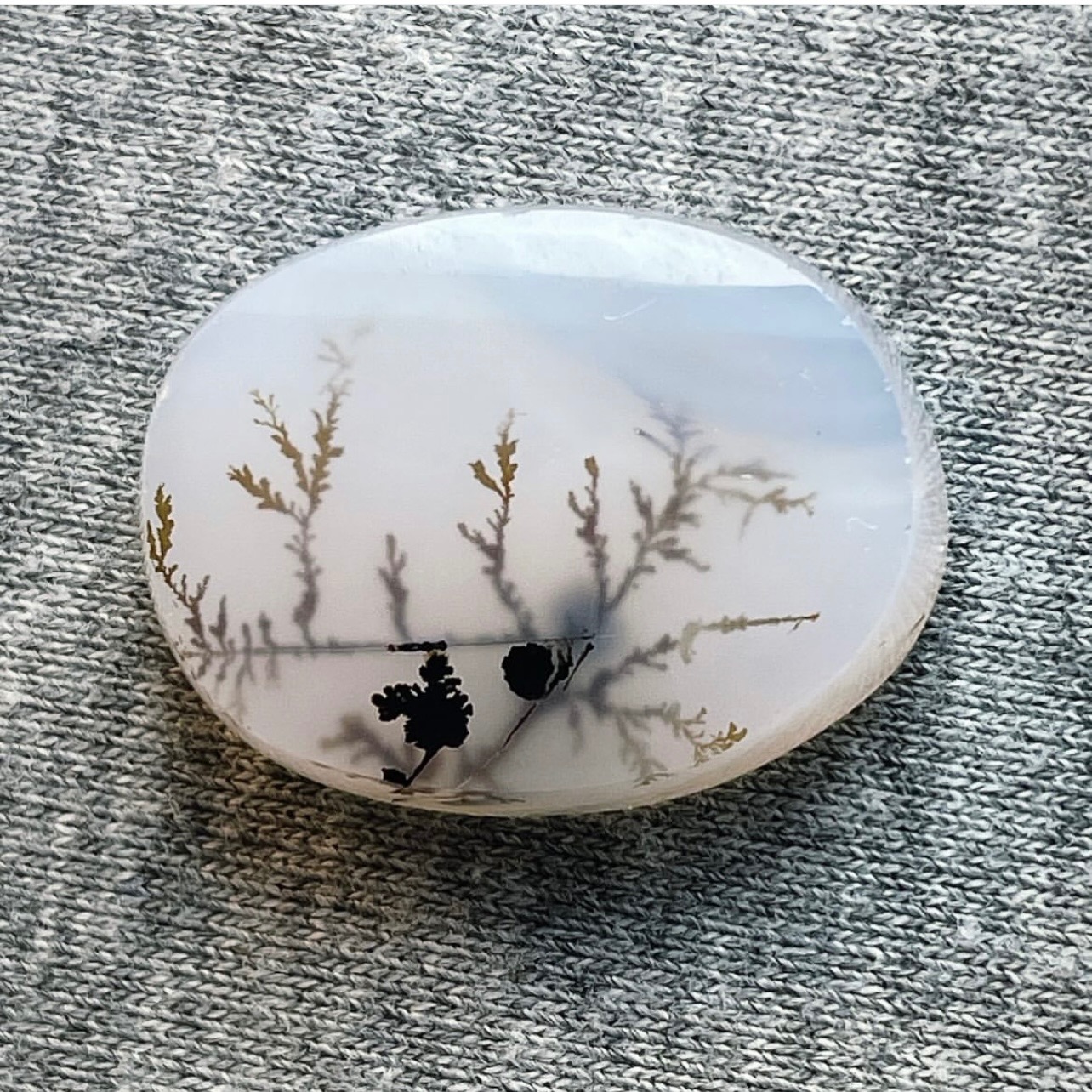 شجر طبیعی قاین