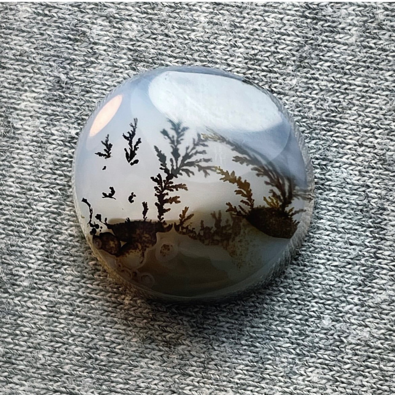 عقیق شجر طبیعی قاین