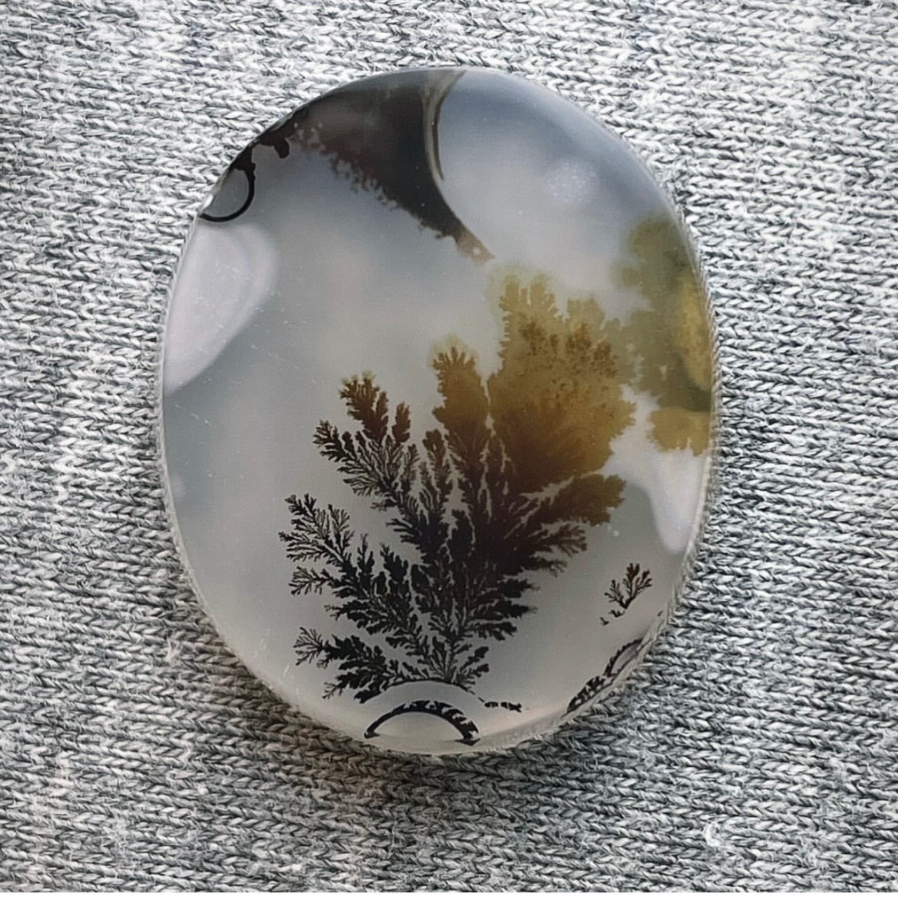 شجر قاین کلکسیونی