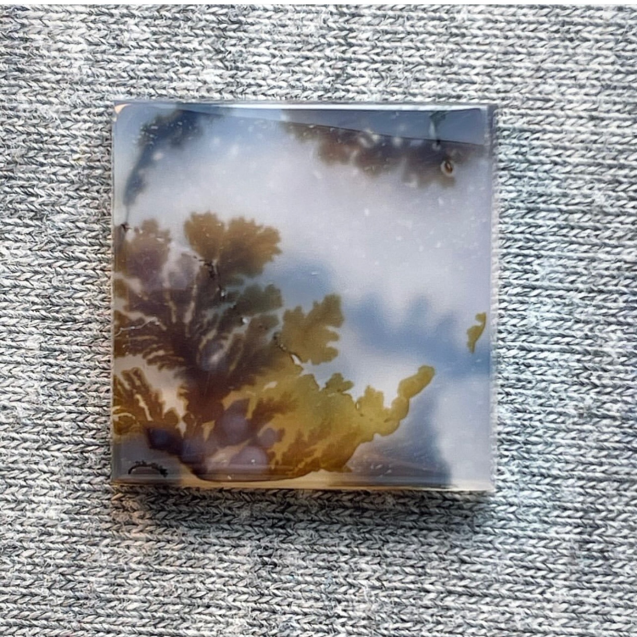 شجر قاین روشن