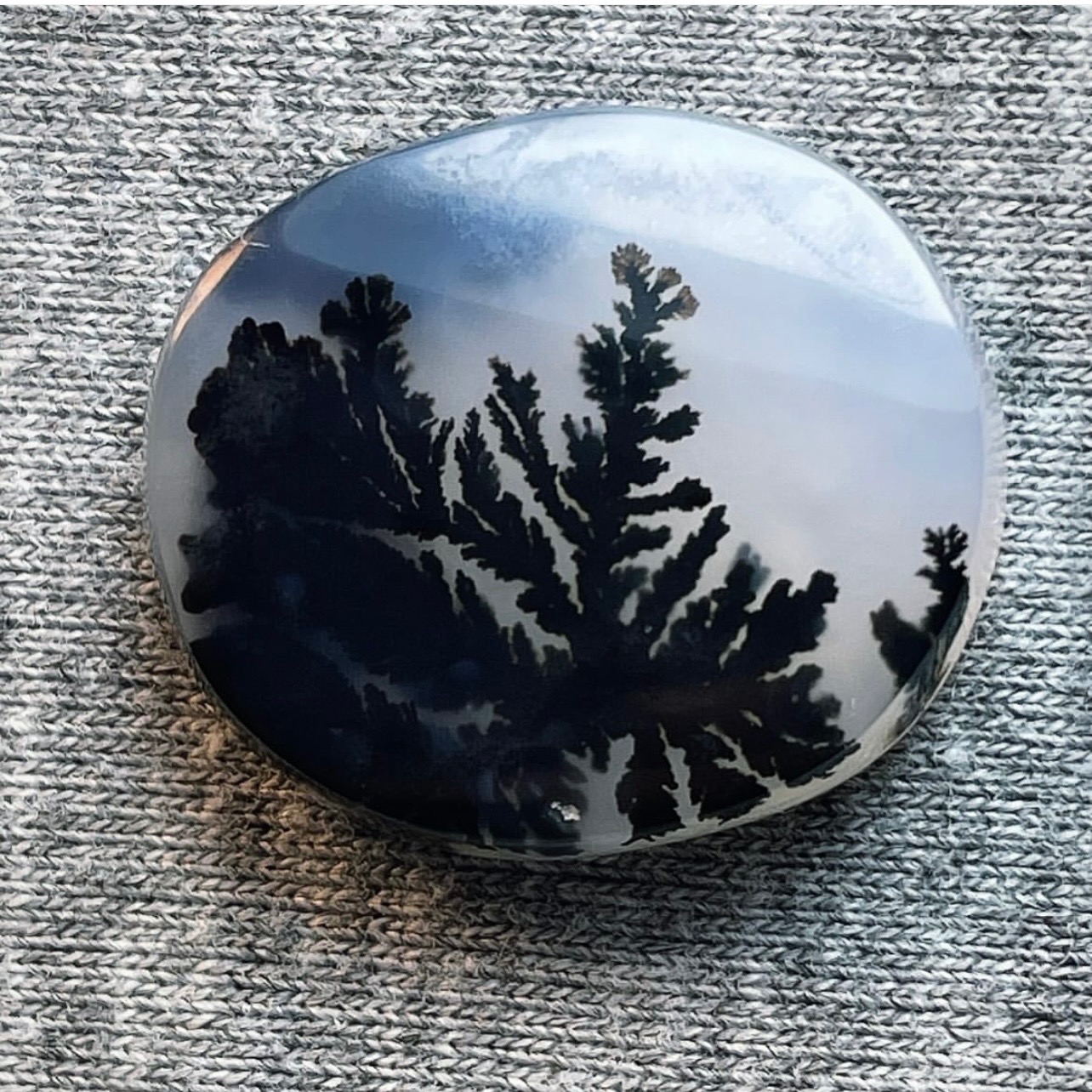 شجر طبیعی قاین