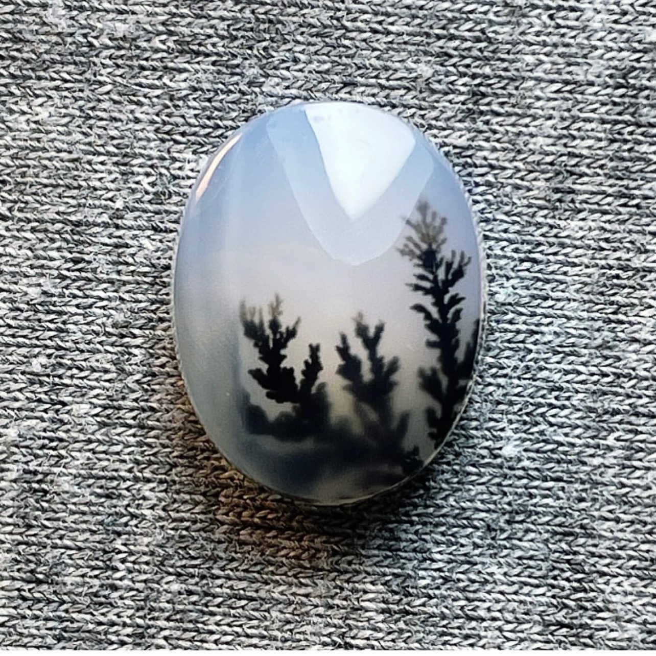 شجر طبیعی قاین