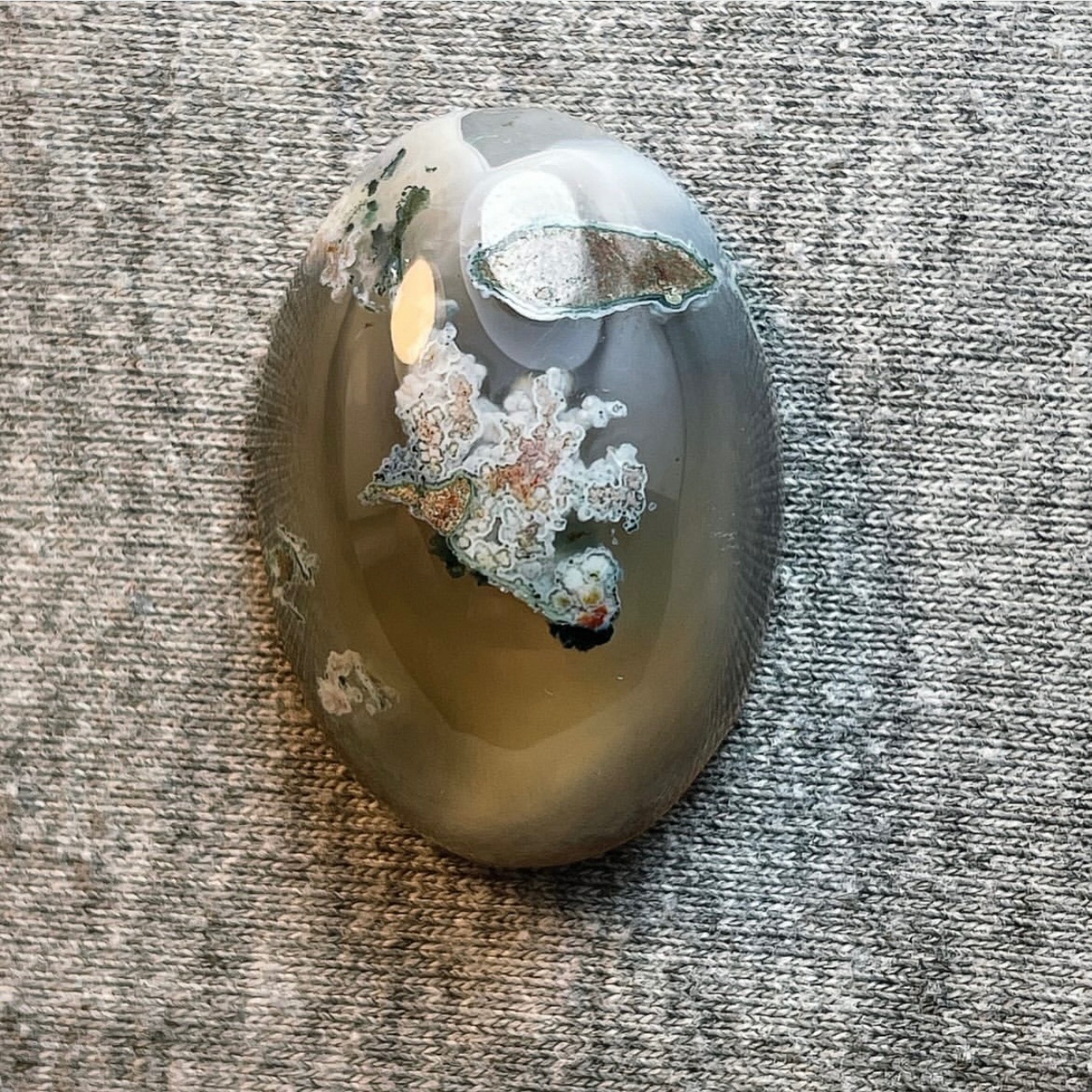 شجر هفت رنگ طبیعی