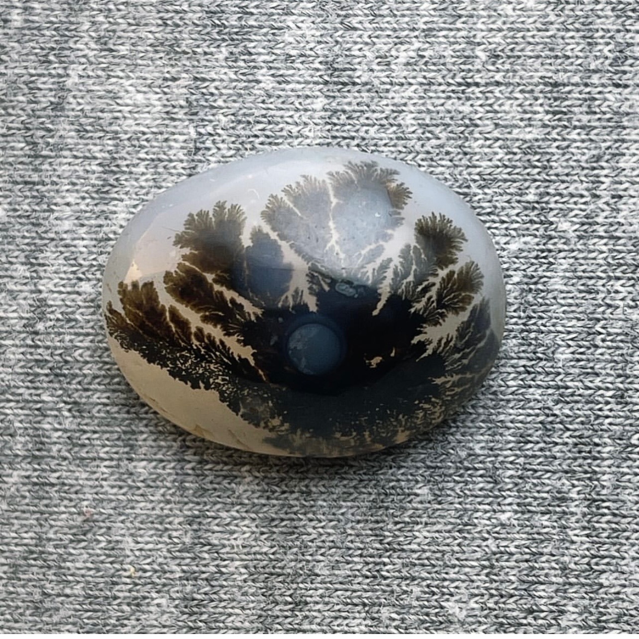 شجر گل مشکی قاین