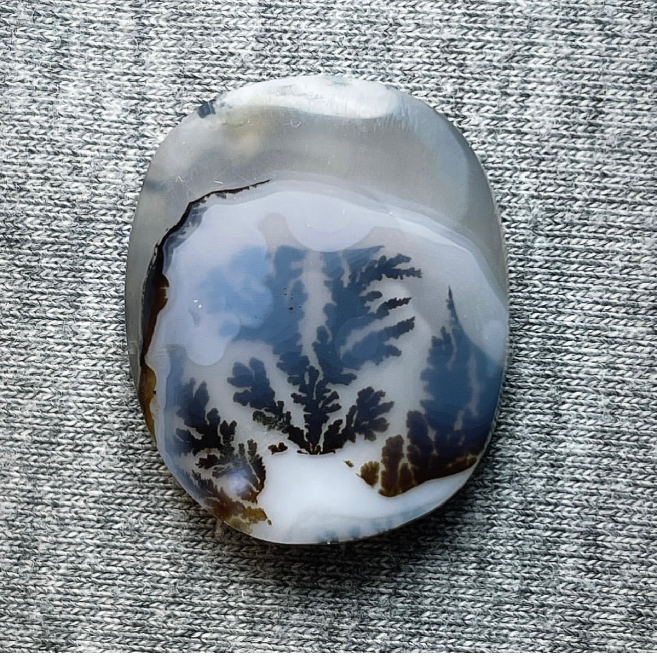 شجر گل مشکی قاین