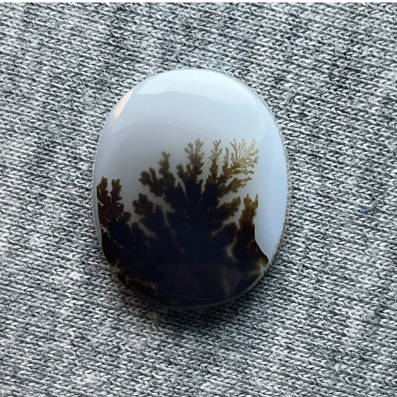 شجر طبیعی قاین