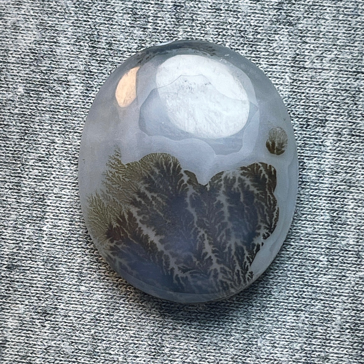 شجر قاین درشت