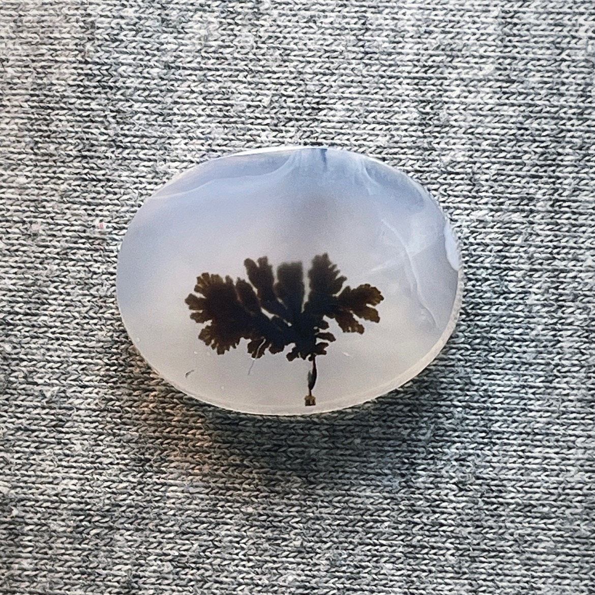 شجر روشن قاین