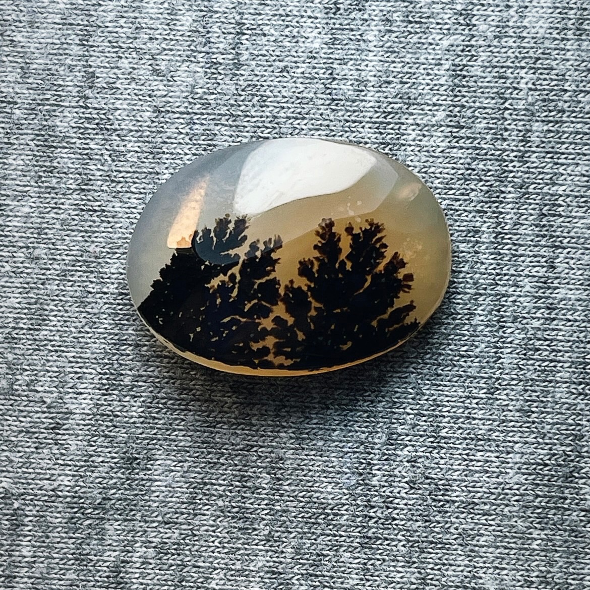 شجر طبیعی قاین