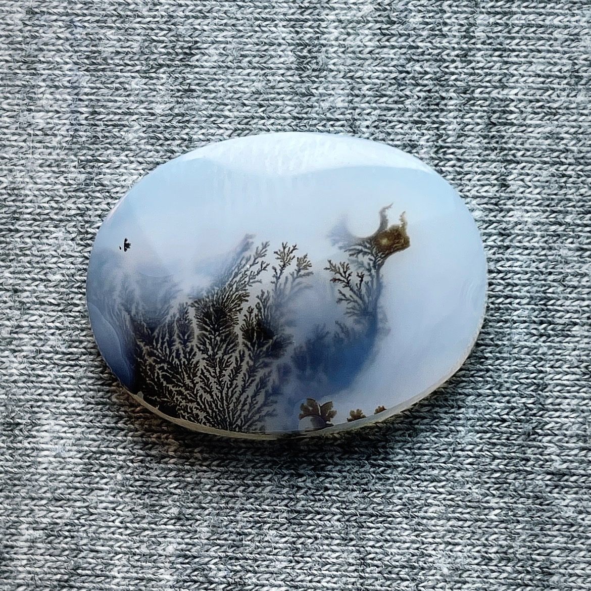 شجر زیبای قاین