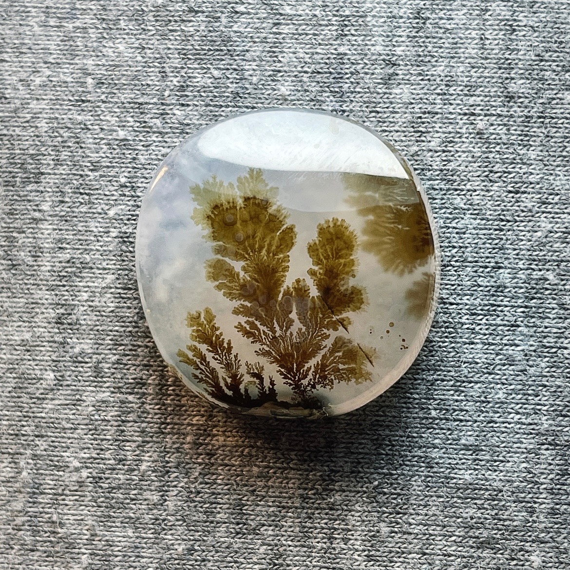 شجر تک درخت روشن و طبیعی قاین