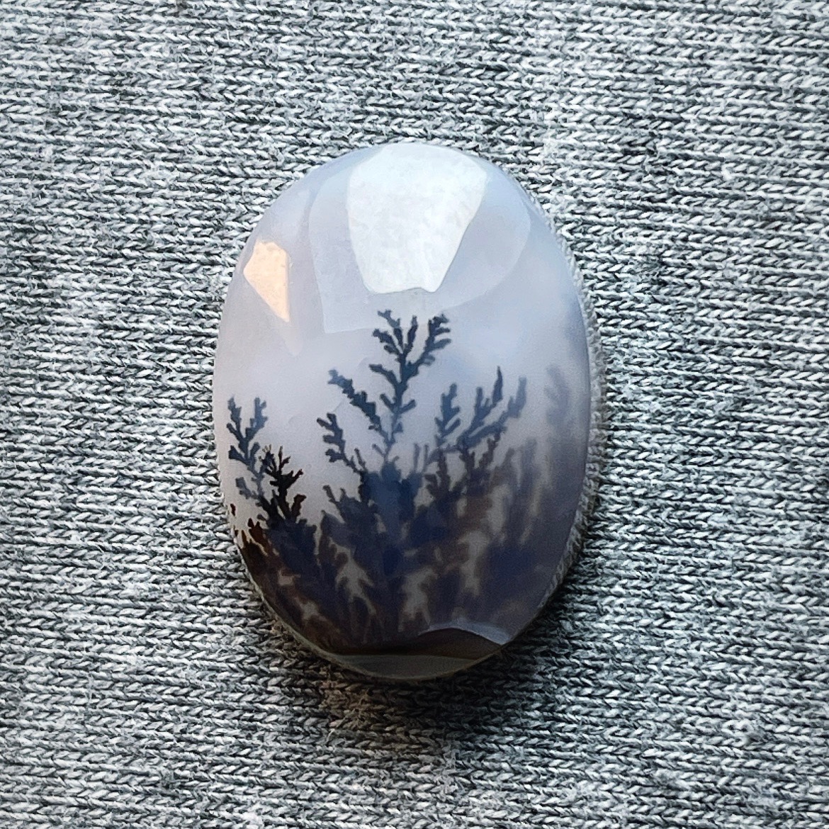 شجر زیبای قاین