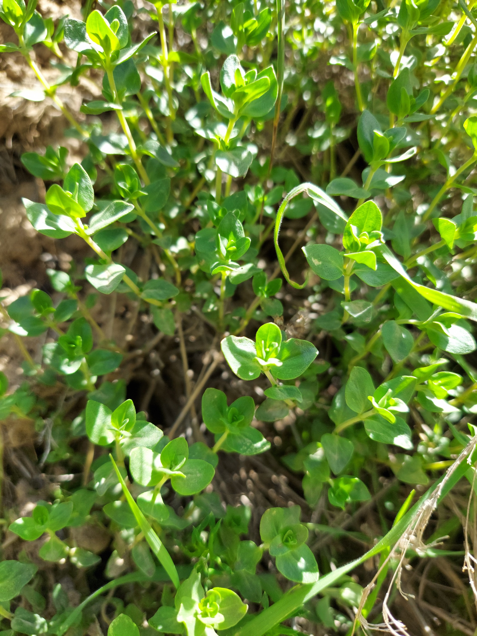 آویشن دستچین خشک شده اعلاءاعلاء