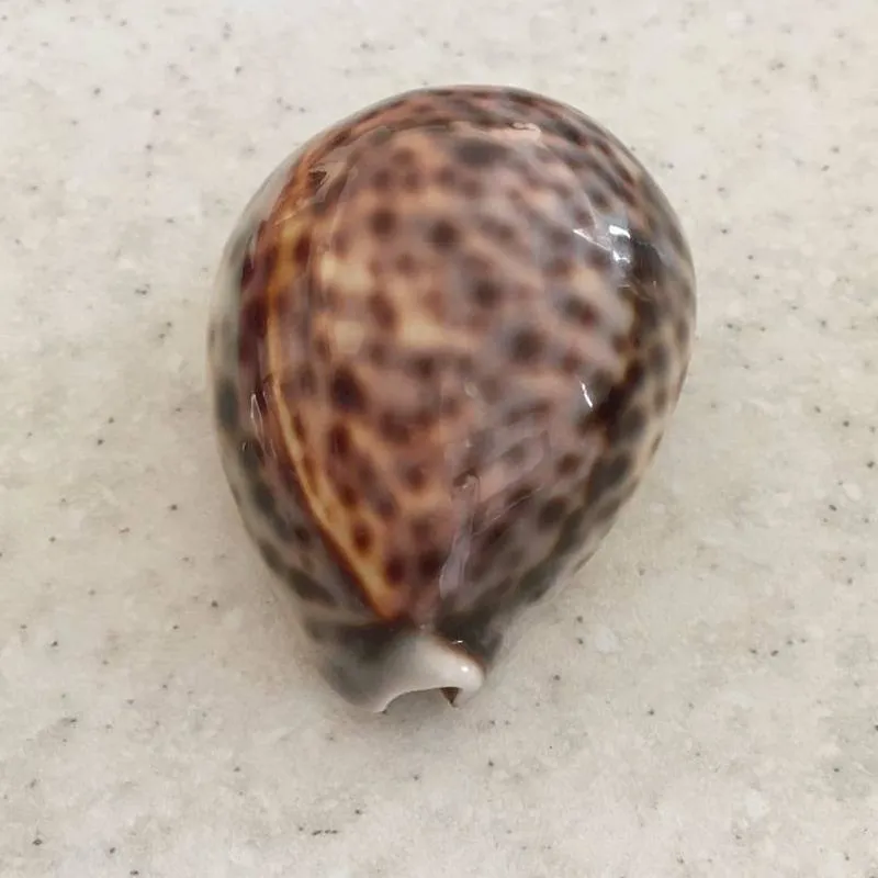 صدف سیپرا پلنگی (Cypraea tigris)