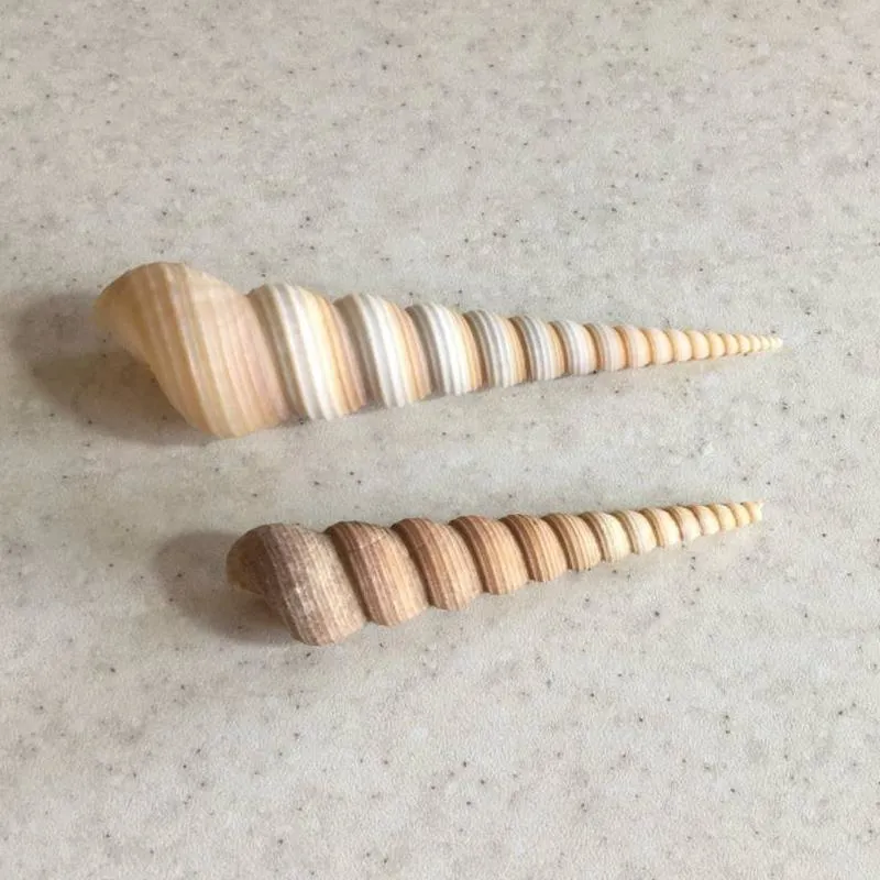 صدف توریتلا (Screw Turritella)