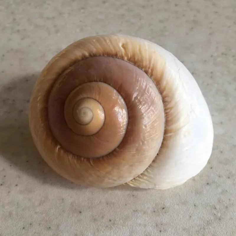 صدف دریایی حلزونی