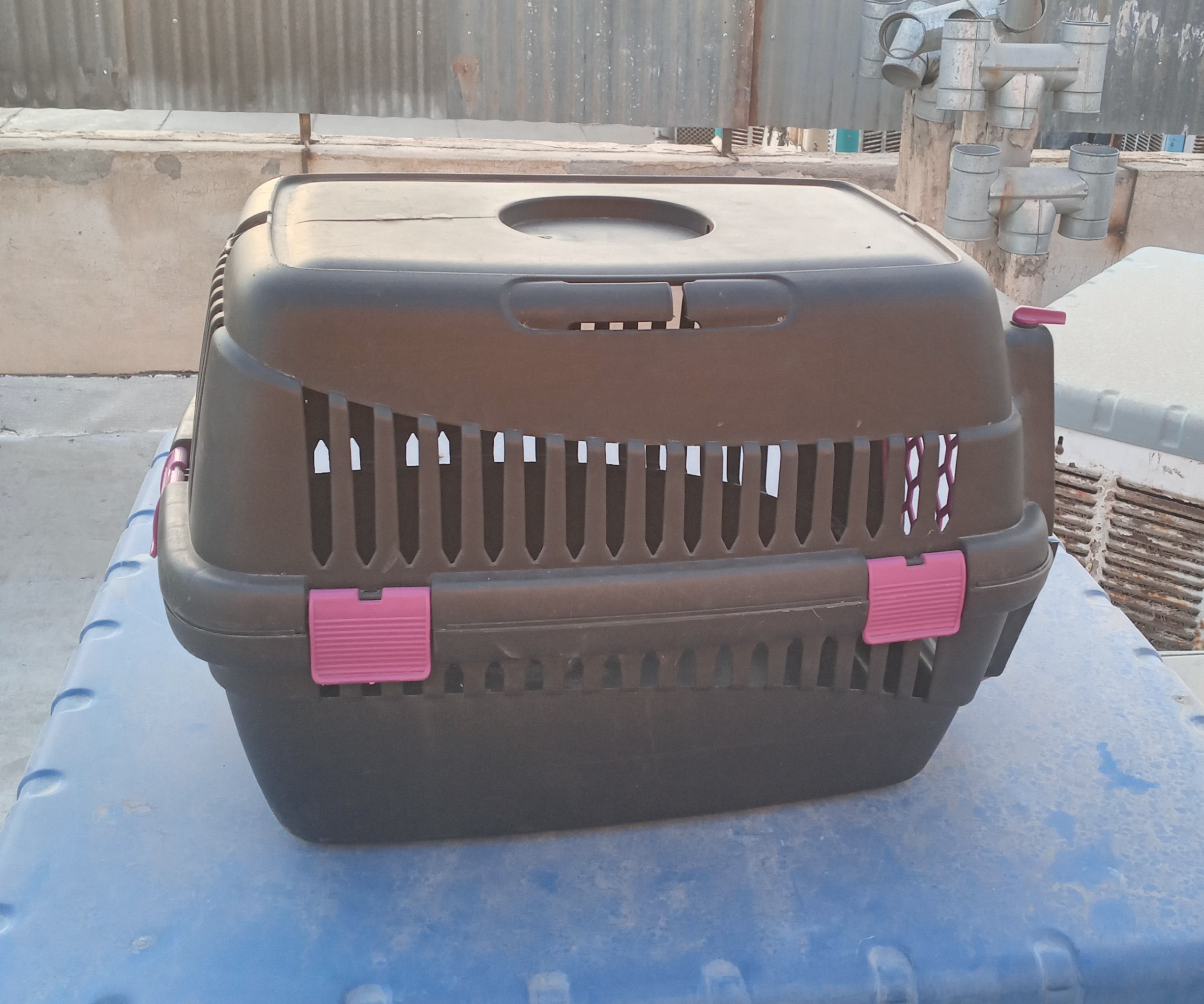 لگن وباکس سگ خونگی