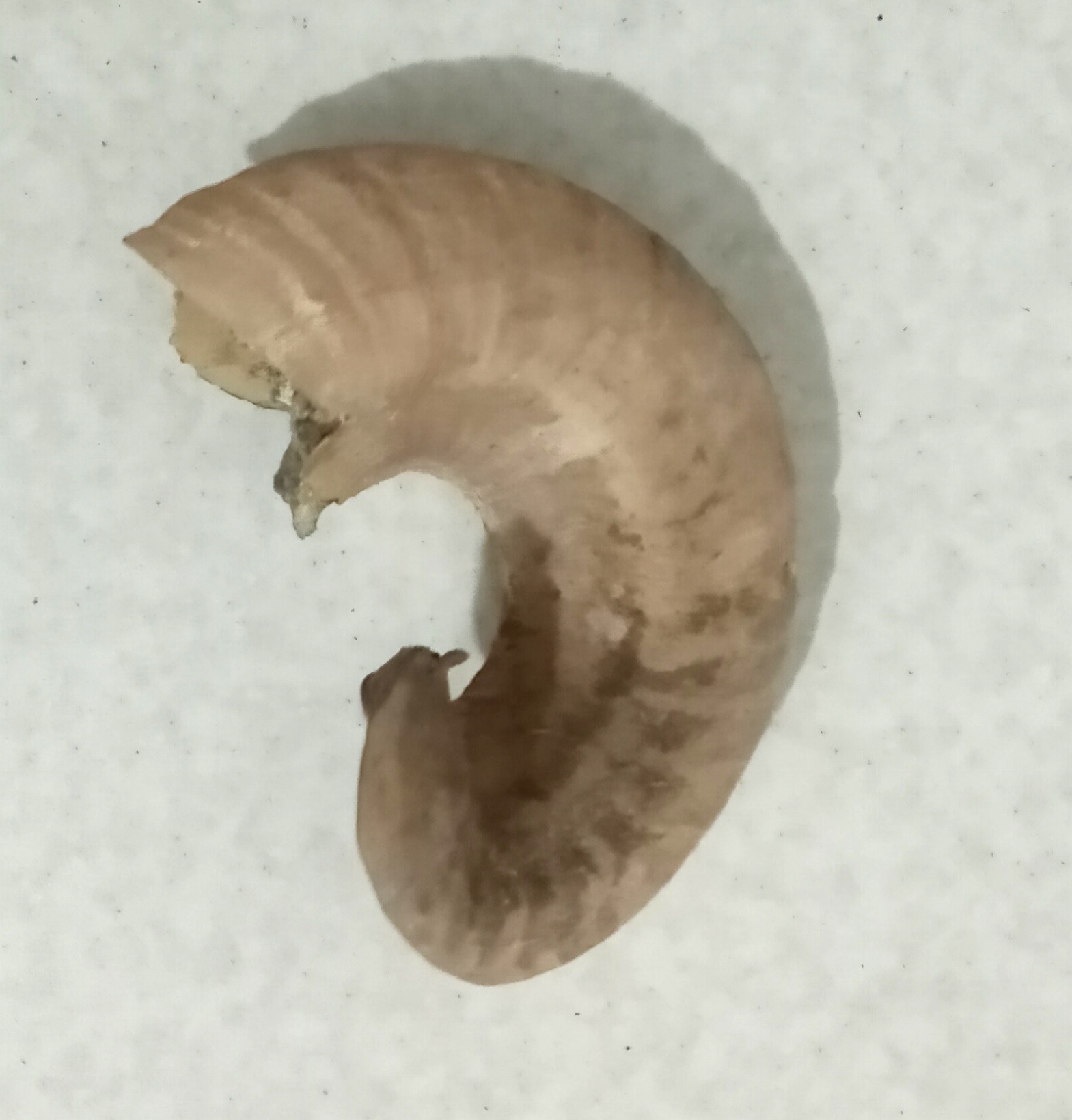 شاخ سالوستا استراگوس دافند