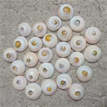 صدف
