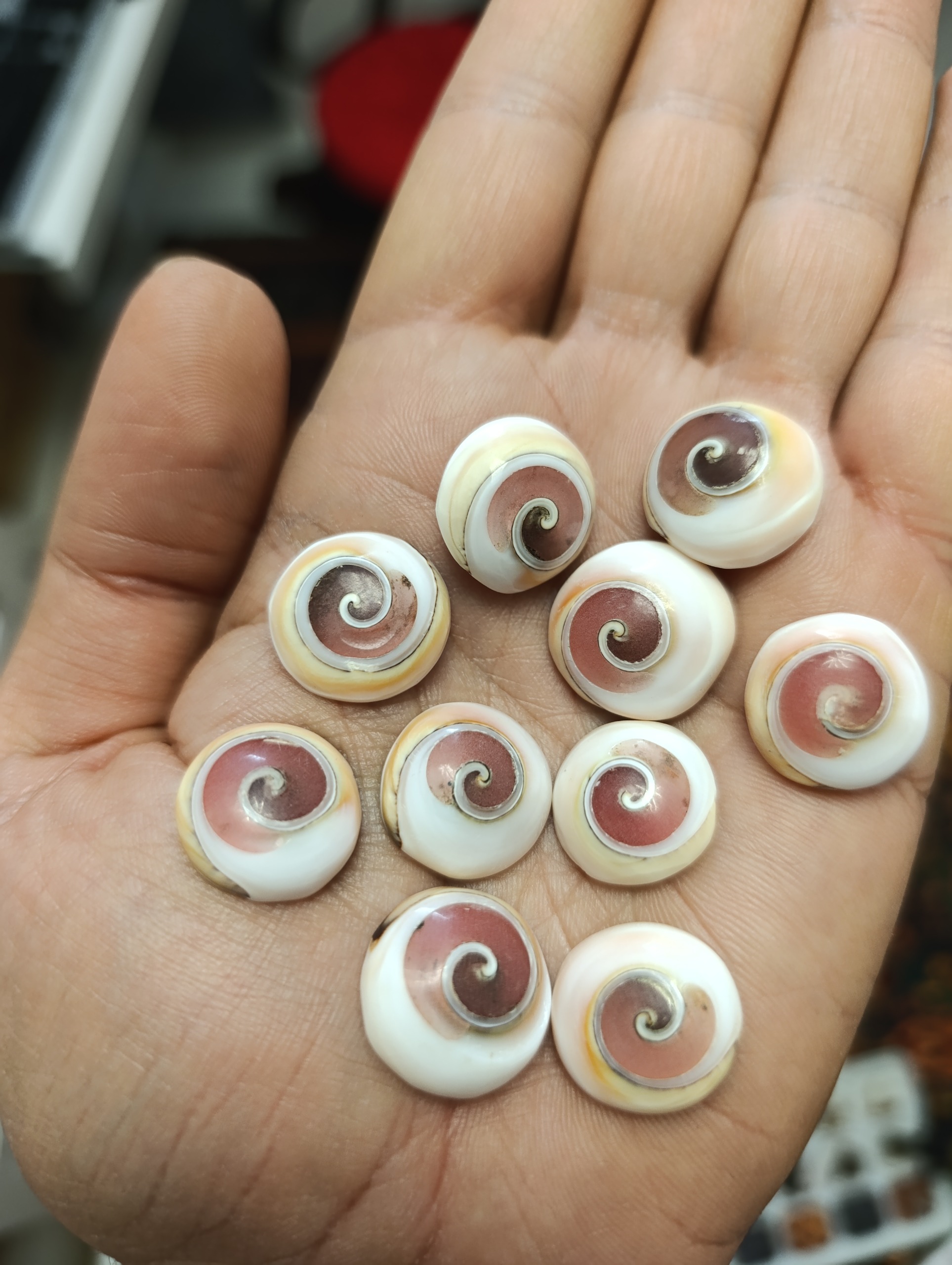 یک عدد نگین صدف شب تاب سرخ اصل