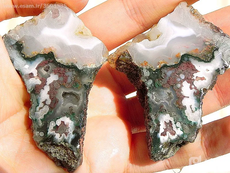 شجر دو حاج آقا! کم نظیر