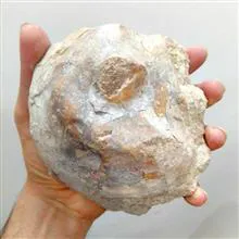 فسیل
