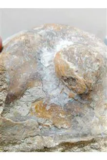 فسیل