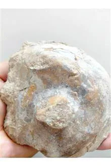 فسیل