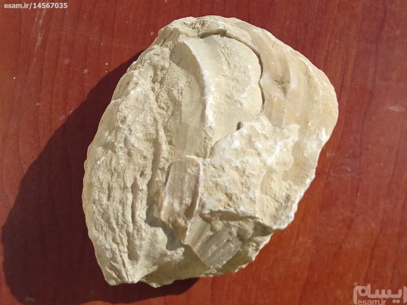 فسیل صدف اینوسراموس کدs7