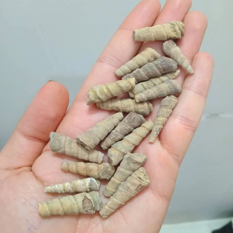 فسیل عرج سواحل اصلی وارداتی