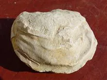 فسیل
