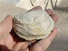 فسیل