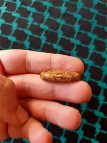 نگین