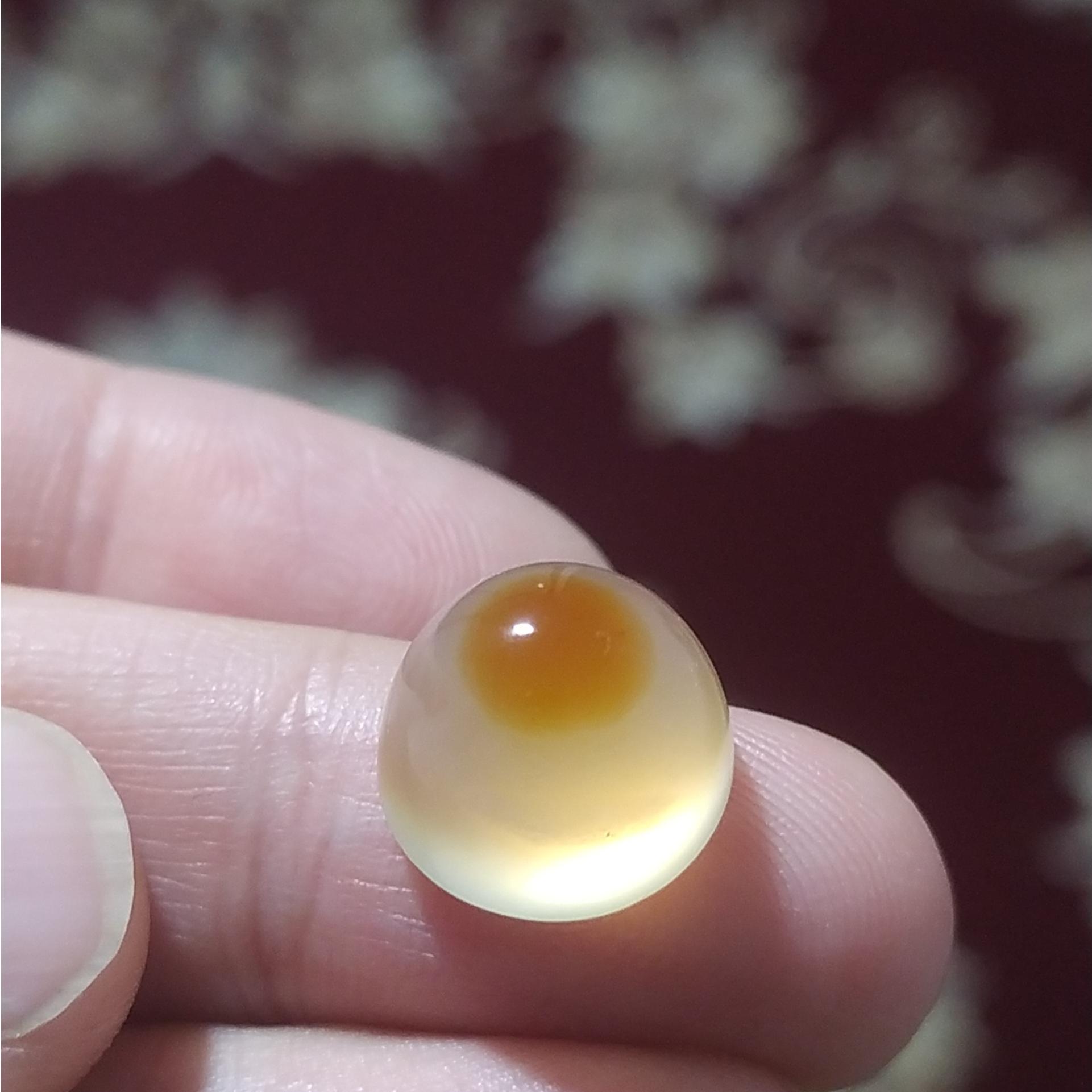 باباقوری تک خال نباتی کلکسیونی