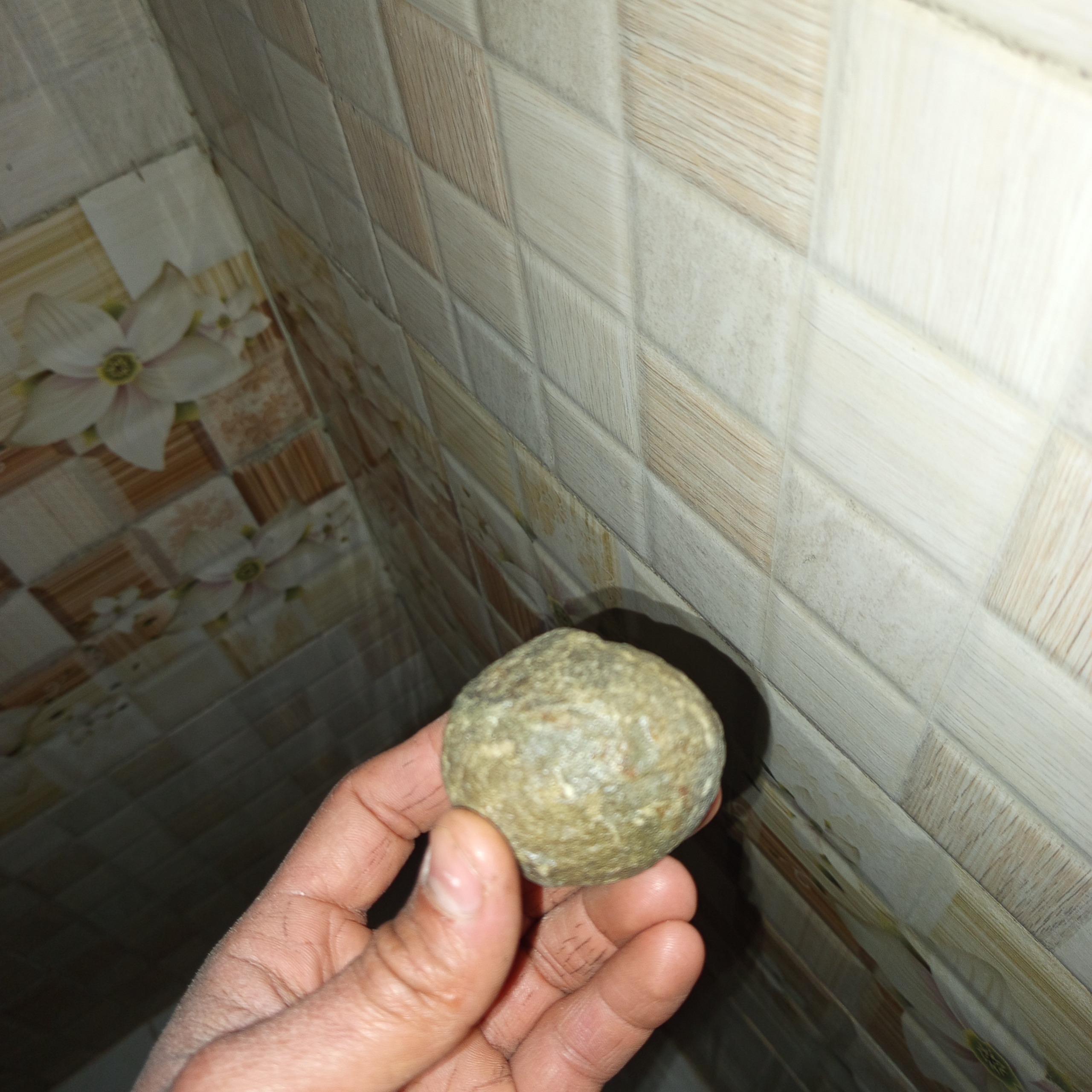 گوهر شب چراغ ،شب نما