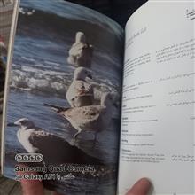 پرندگان