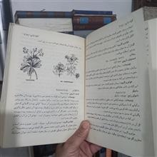 گیاه