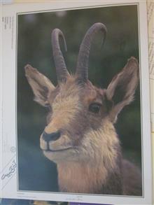 مجموعه