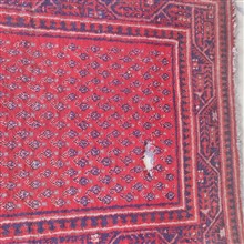 فرش