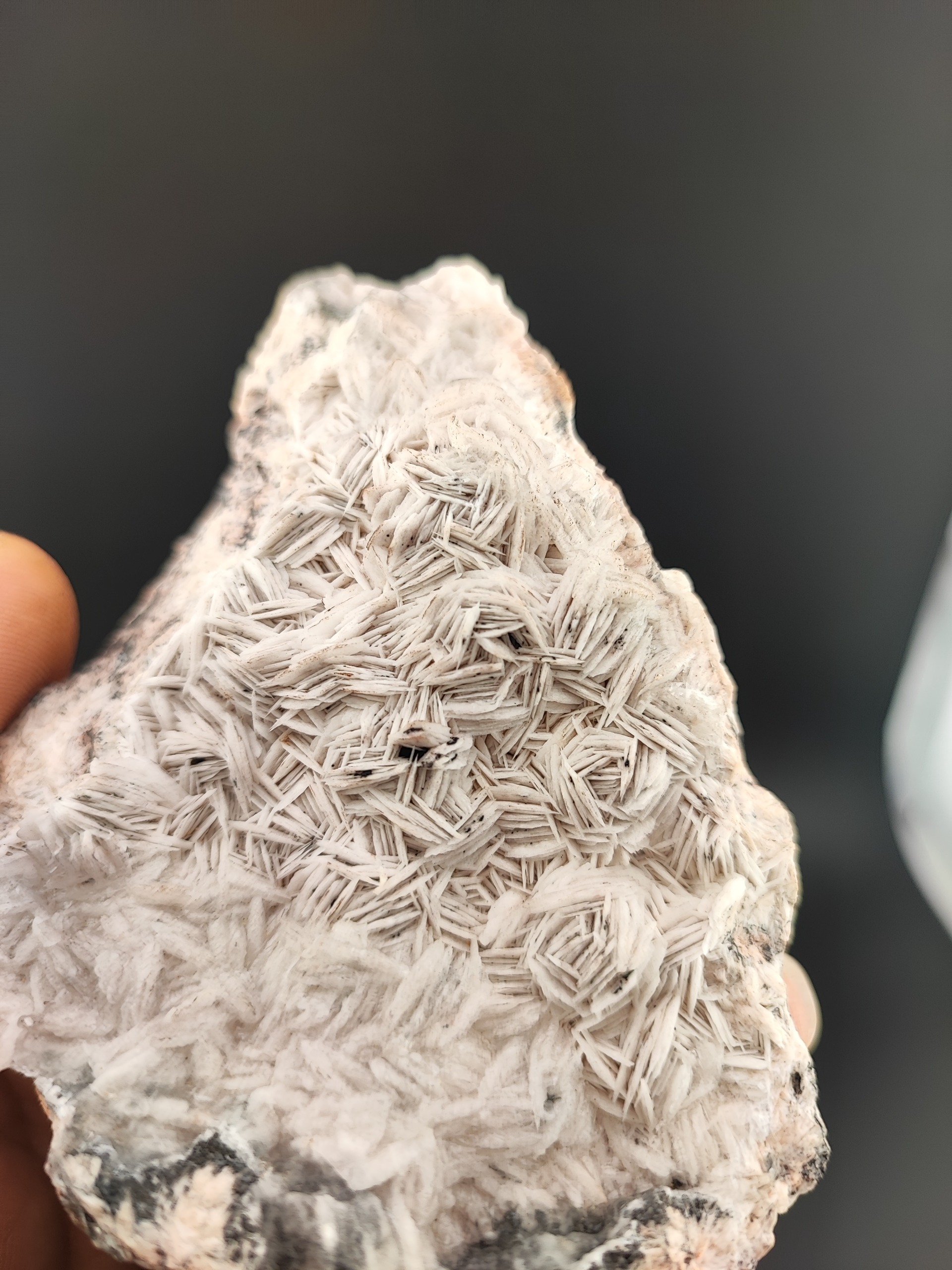 رز باریت کلکسیونی